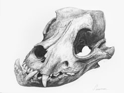 Bulldog Skull