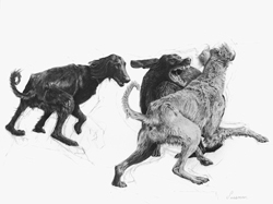 Pack of Dogs fighting
